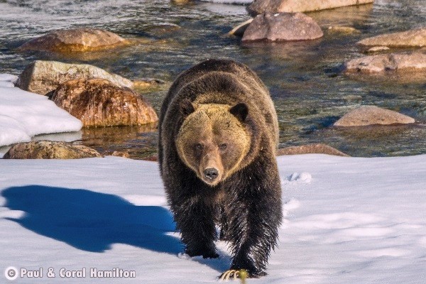Banff Wildlife During January